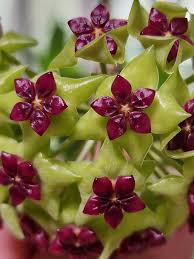 Green Purple Hoya Flower Seeds for Planting Compact Growth Heirloom & GMO Free Seeds for Home Garden
 
 Sale