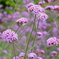 Vervain Flower seeds for Planting Hardy Variety Heirloom & GMO Free Seeds for Home Garden