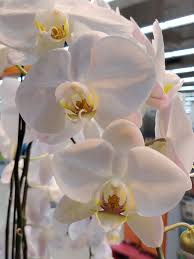 Orange White Phalaenopsis Orchid Flower Seeds for Planting Bright Blooms Heirloom & GMO Free Seeds for Home Garden
 
 Sale