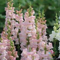Pink Snapdragon Flower seeds for Planting - Fragrant Blossoms, Heirloom & GMO Free Seeds for Home Garden