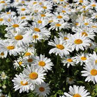 White Leucanthemum Flower seeds for Planting - Drought Tolerant, Heirloom & GMO Free Seeds for Home Garden