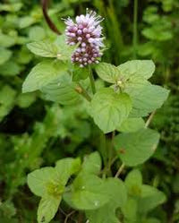Pink United Mint Planting Seeds for Vibrant Gardens