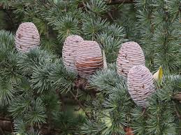 Cedrus Deodara Tree Seeds for Planting - Cut Flower Favorite, Heirloom & GMO Free Seeds for Home Garden