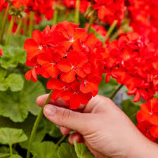 Red Geranium Breakaway Flower seeds for Planting - Drought Tolerant, Heirloom & GMO Free Seeds for Home Garden