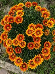 Yellow Red Gazania Rigens Flower Planting  Seeds for Vibrant Blossoms in Your Garden