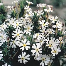 White Zaluzianskya Flower seeds for Planting - Perfect for Borders, Heirloom & GMO Free Seeds for Home Garden