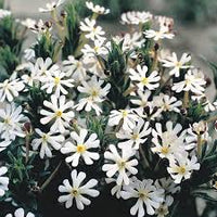 White Zaluzianskya Flower seeds for Planting - Perfect for Borders, Heirloom & GMO Free Seeds for Home Garden