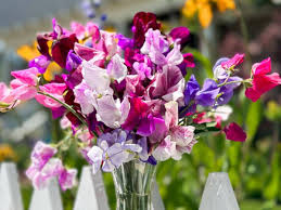 Lathydorus Odoratus Flower seeds for Planting Drought Tolerant Heirloom & GMO Free Seeds for Home Garden
