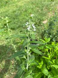 Green Catnip Seeds for Easy Planting
