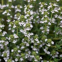 Thymus Fragrantissimu Flower seeds for Planting Cottage Garden Essential Heirloom & GMO Free Seeds for Home Garden