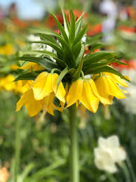 Yellow Imperial Wang Fritillaria Flower Seeds for Planting Cut Flower Favorite Heirloom & GMO Free Seeds for Home Garden
 
 Sale