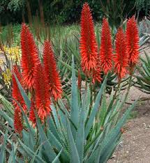 Red Green Aloe Flower seeds for Planting Compact Growth Heirloom & GMO Free Seeds for Home Garden