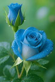 Thai Blue Rose Flower seeds for Planting - Colorful Display, Heirloom & GMO Free Seeds for Home Garden