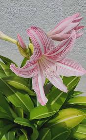 Pink Amaryllis Barbados Seeds for Planting Fragrant Blossoms Heirloom & GMO Free Seeds for Home Garden
 
 Sale