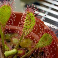 Pale Pink Sundew Flower seeds for Planting Perfect for Borders Heirloom & GMO Free Seeds for Home Garden