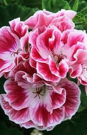 White Maroon Red Geranium Flower Seeds for Planting Perfect for Borders Heirloom & GMO Free Seeds for Home Garden
 
 Sale