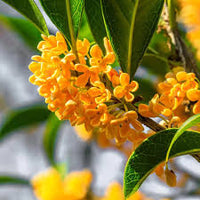 Osmanthus Orange Flower seeds for Planting - Drought Tolerant, Heirloom & GMO Free Seeds for Home Garden