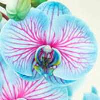 Orchid Flower Seeds for Planting Easy to Grow Heirloom & GMO Free Seeds for Home Garden
 
 Sale