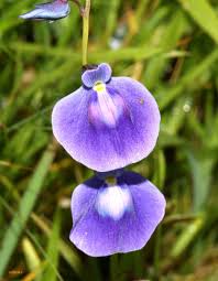 Blue Bladderwort Flower seeds for Planting - Low Maintenance, Heirloom & GMO Free Seeds for Home Garden