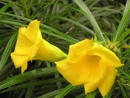 Thevetia Neriifolia Flower Seeds for Planting