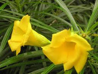 Thevetia Neriifolia Flower Seeds for Planting