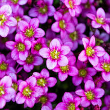 Purple Saxifraga Arendsii Flower seeds for Planting - Compact Growth, Heirloom & GMO Free Seeds for Home Garden