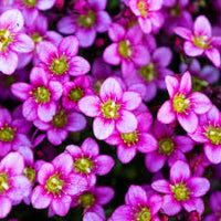 Purple Saxifraga Arendsii Flower seeds for Planting - Compact Growth, Heirloom & GMO Free Seeds for Home Garden