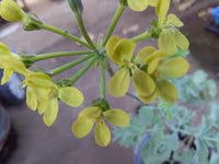 Green Pelargonium Flower Seeds for Planting Easy to Grow Heirloom & GMO Free Seeds for Home Garden
 
 Sale