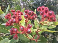 Red Rhus Aromatica Flower seeds for Planting - Cottage Garden Essential, Heirloom & GMO Free Seeds for Home Garden