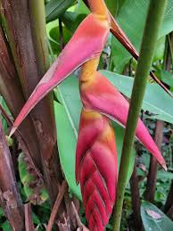 Heliconia Pogonantha Flower seeds for Planting - Bright Blooms, Heirloom & GMO Free Seeds for Home Garden