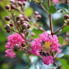 Pink Crape Myrtle Flower seeds for Planting - Garden Favorite, Heirloom & GMO Free Seeds for Home Garden