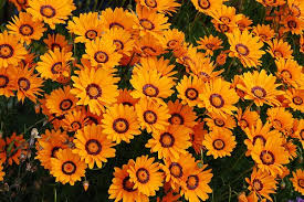 Orange Anthemoides Flower Seeds for Planting - Vibrant Annual Blooms for Your Garden