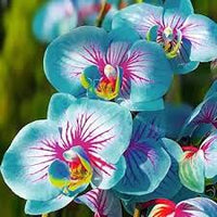Orchid Flower Seeds for Planting Easy to Grow Heirloom & GMO Free Seeds for Home Garden
 
 Sale
