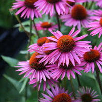 Red Perennial Flower seeds for Planting Premium Quality Heirloom & GMO Free Seeds for Home Garden 
 
 Sale