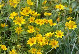 Yellow Bidens Flower seeds for Planting - Low Maintenance, Heirloom & GMO Free Seeds for Home Garden