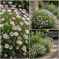 Erigeron Profusion Flower seeds for Planting - Shade Tolerant, Heirloom & GMO Free Seeds for Home Garden