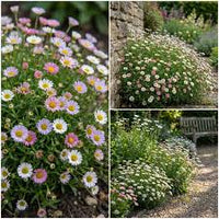 Erigeron Profusion Flower seeds for Planting - Shade Tolerant, Heirloom & GMO Free Seeds for Home Garden