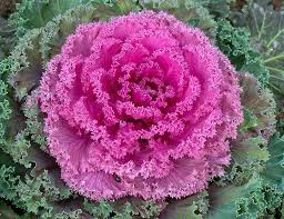 Violet Brassica Oleracea Flower Seeds – Bright Blooms Heirloom & NonGMO Seeds for Home Garden
 
 Sale
