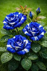Tiger stripe blue Rose Flower seeds for Planting Perfect for Borders Heirloom & GMO Free Seeds for Home Garden