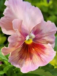 Pink Red Pansy Flower Seeds for Planting Long Bloom Season Heirloom & GMO Free Seeds for Home Garden
 
 Sale
