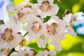 Catalpa Flower seeds for Planting - Drought Tolerant, Heirloom & GMO Free Seeds for Home Garden