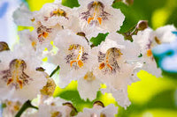 Catalpa Flower seeds for Planting - Drought Tolerant, Heirloom & GMO Free Seeds for Home Garden