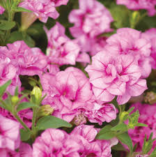 Double Petunia Flower seeds for Planting - Premium Quality, Heirloom & GMO Free Seeds for Home Garden