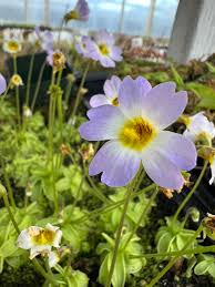 Butterworth Flower seeds for Planting - Long Bloom Season, Heirloom & GMO Free Seeds for Home Garden