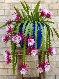 Epiphyllum Anguliger Flower seeds for Planting Bright Blooms Heirloom & GMO Free Seeds for Home Garden