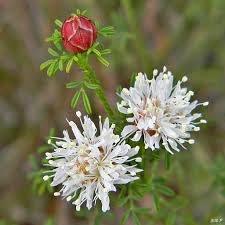 Dalea Pinnata Flower seeds for Planting - Compact Growth, Heirloom & GMO Free Seeds for Home Garden