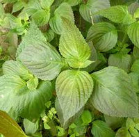 Mixed Perilla Seeds for Planting
