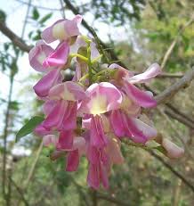Gliricidia Sepium Tree Seeds for Planting - Bright Blooms, Heirloom & GMO Free Seeds for Home Garden
