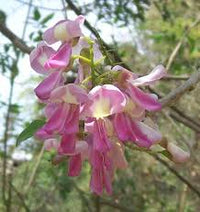 Gliricidia Sepium Tree Seeds for Planting - Bright Blooms, Heirloom & GMO Free Seeds for Home Garden