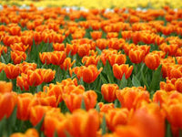 Orange Yellow Tulip Flower Seeds for Planting – Heirloom NonGMO Organic Garden Seeds – Garden Favorite High Germination
 
 Sale